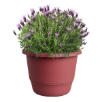 amiga rond 35cm theater rood